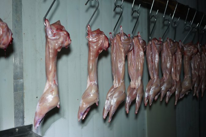 Slaughtered and skinned rabbits hanging in home slaughterhouse