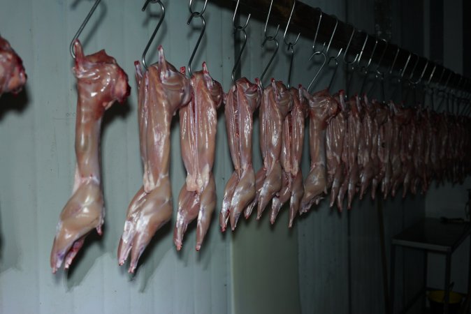 Slaughtered and skinned rabbits hanging in home slaughterhouse