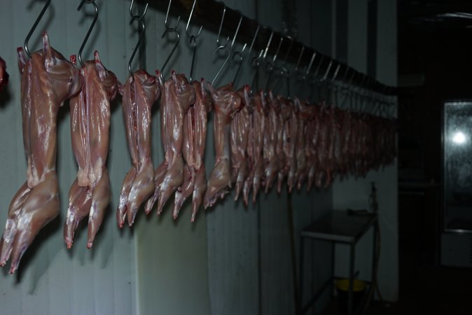 Slaughtered and skinned rabbits hanging in home slaughterhouse