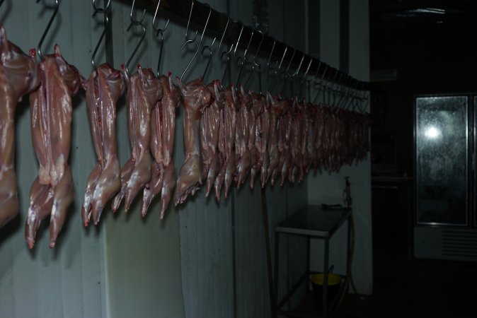 Slaughtered and skinned rabbits hanging in home slaughterhouse