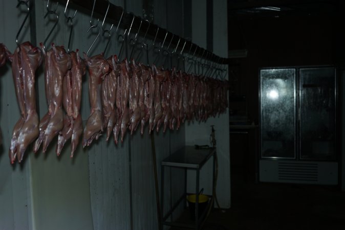 Slaughtered and skinned rabbits hanging in home slaughterhouse