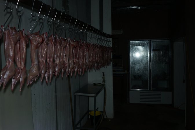 Slaughtered and skinned rabbits hanging in home slaughterhouse