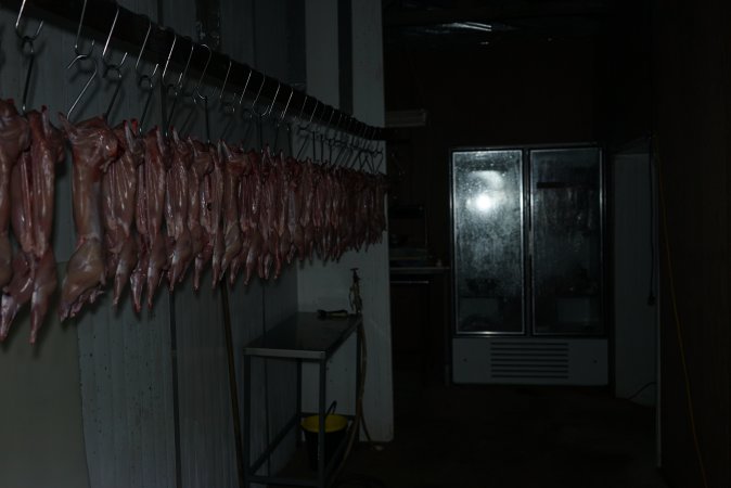 Slaughtered and skinned rabbits hanging in home slaughterhouse