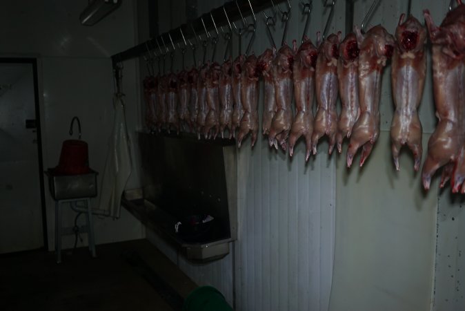 Slaughtered and skinned rabbits hanging in home slaughterhouse