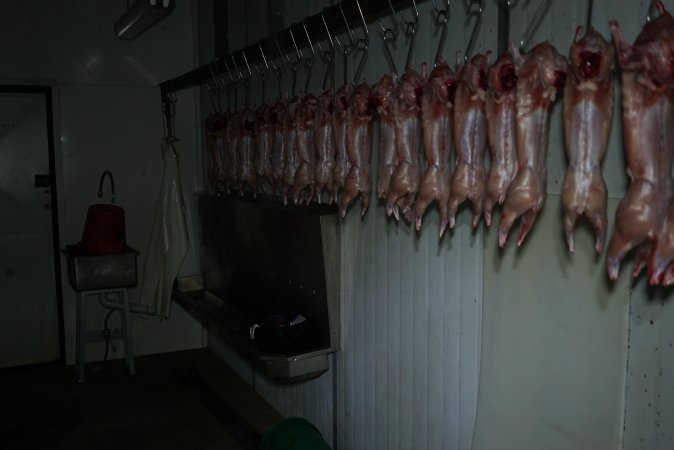 Slaughtered and skinned rabbits hanging in home slaughterhouse