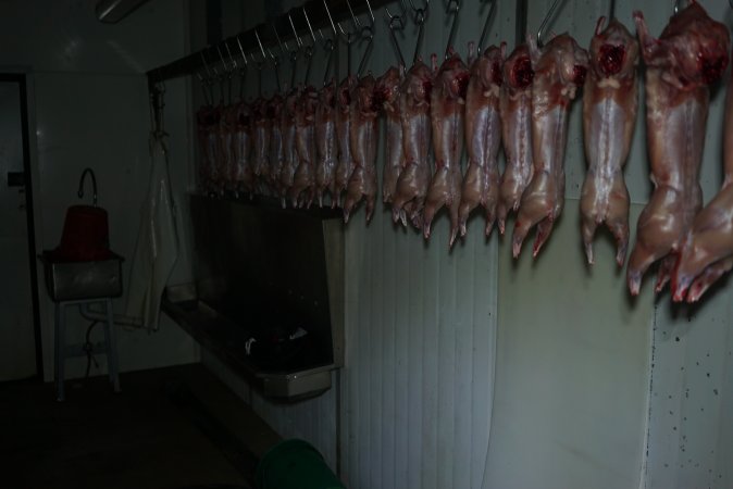 Slaughtered and skinned rabbits hanging in home slaughterhouse