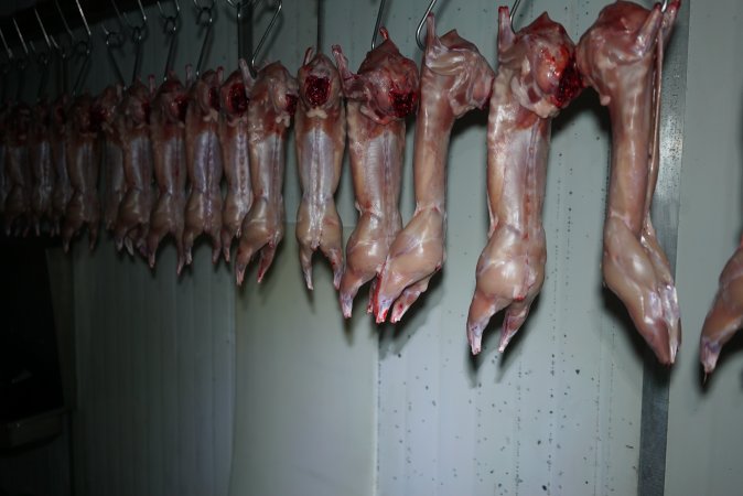 Slaughtered and skinned rabbits hanging in home slaughterhouse