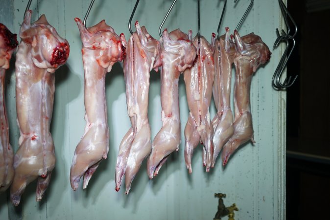 Slaughtered and skinned rabbits hanging in home slaughterhouse