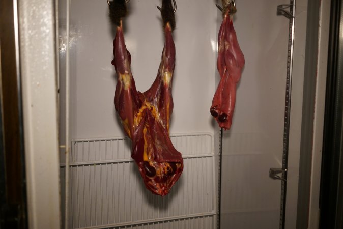 Slaughtered and skinned wild animals hanging in home slaughterhouse