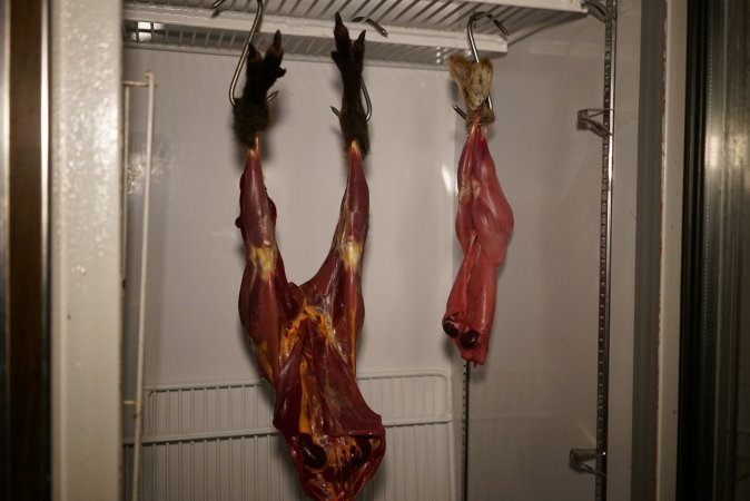 Slaughtered and skinned wild animals hanging in home slaughterhouse