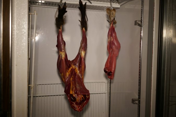 Slaughtered and skinned wild animals hanging in home slaughterhouse