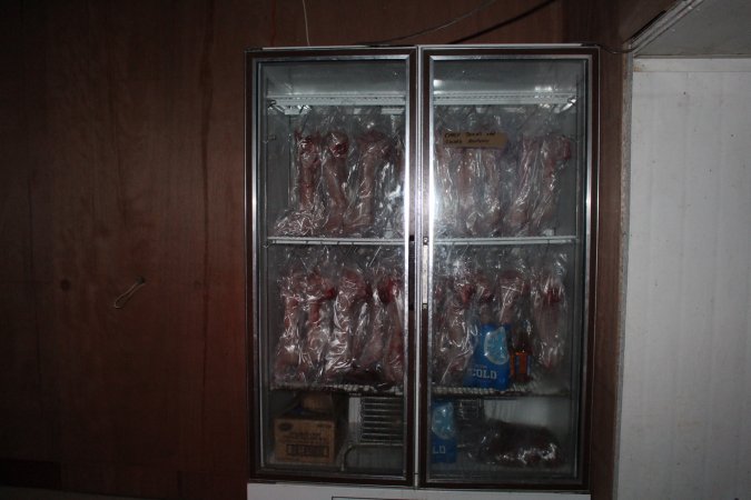 Slaughtered and skinned rabbits hanging in home slaughterhouse