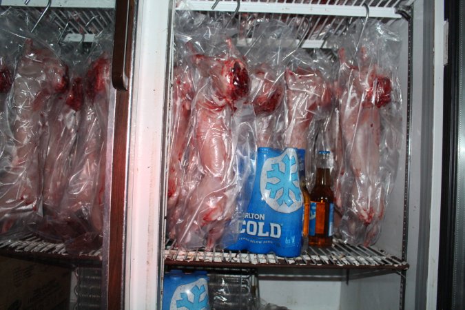 Slaughtered, skinned rabbits hanging in fridge