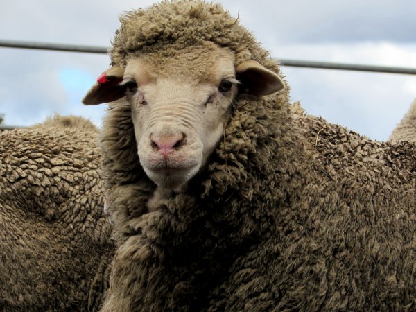 Sheep at Ballarat Saleyards