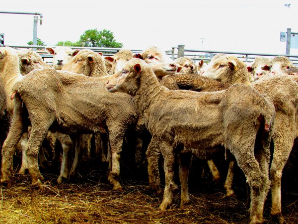 Sheep at Ballarat Saleyards