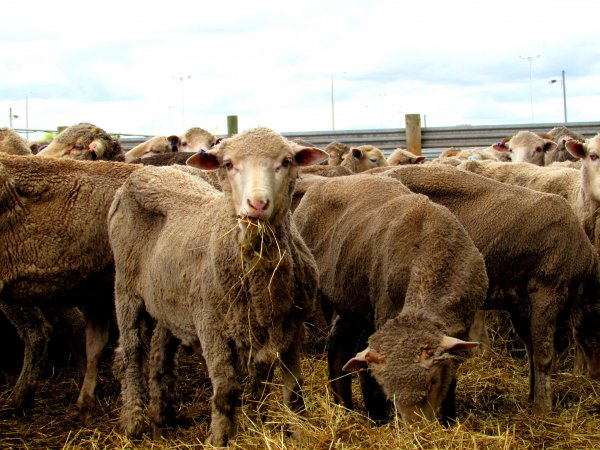 Sheep at Ballarat Saleyards