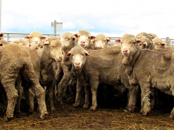 Sheep at Ballarat Saleyards