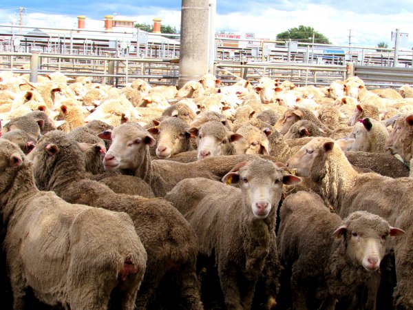 Sheep at Ballarat Saleyards