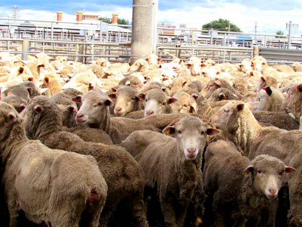 Sheep at Ballarat Saleyards