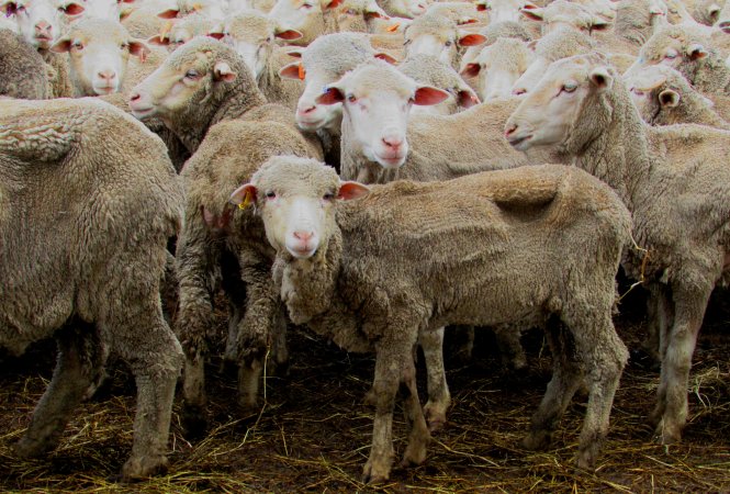 Sheep at Ballarat Saleyards