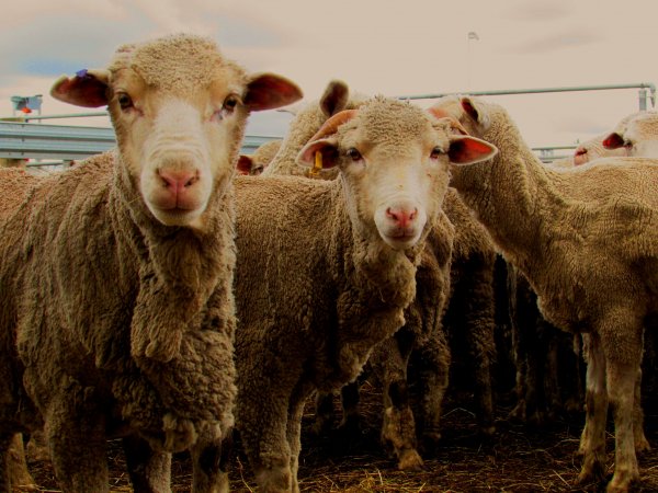 Sheep at Ballarat Saleyards