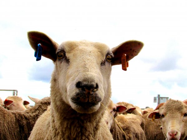 Sheep at Ballarat Saleyards