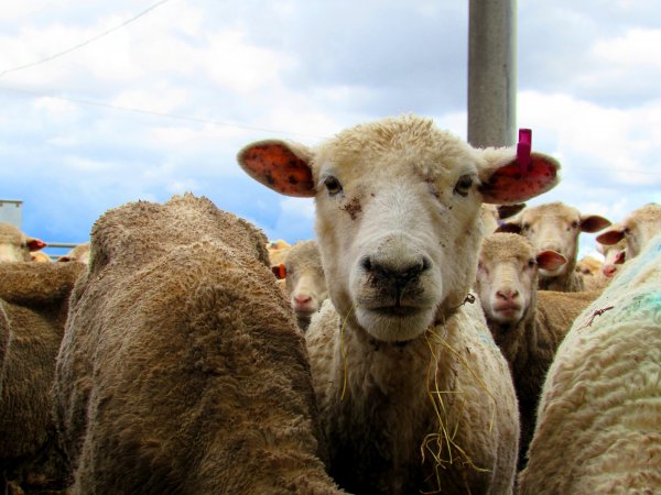 Sheep at Ballarat Saleyards