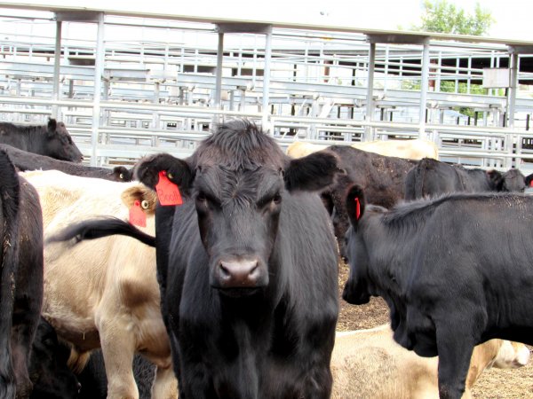 Cows at Ballarat Saleyards