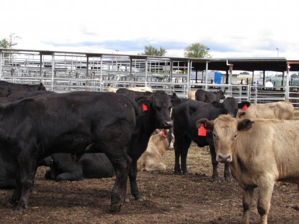 Cows at Ballarat Saleyards