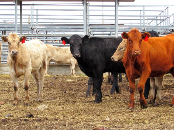 Cows at Ballarat Saleyards