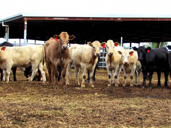 Cows at Ballarat Saleyards