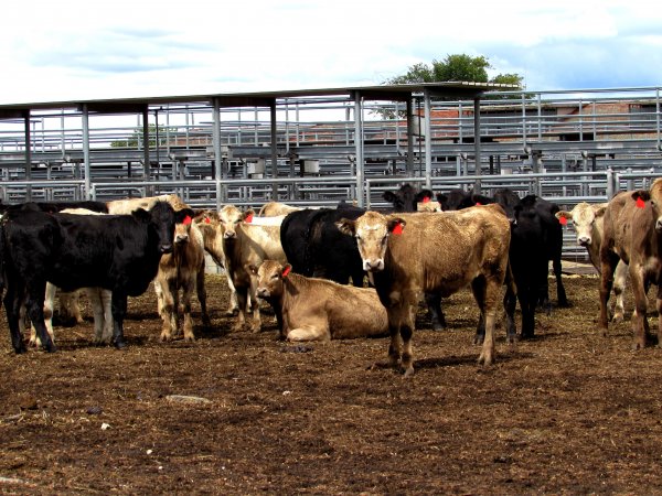 Cows at Ballarat Saleyards