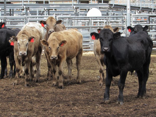 Cows at Ballarat Saleyards