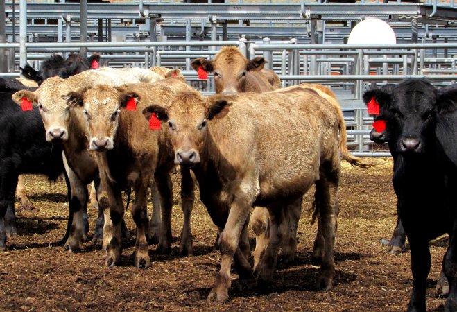 Cows at Ballarat Saleyards