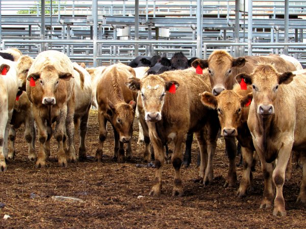 Cows at Ballarat Saleyards