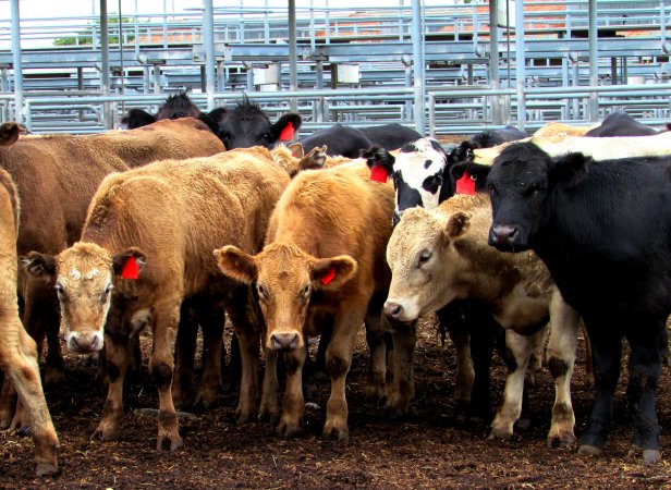 Cows at Ballarat Saleyards