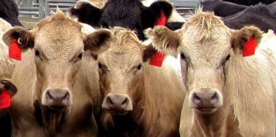 Cows at Ballarat Saleyards