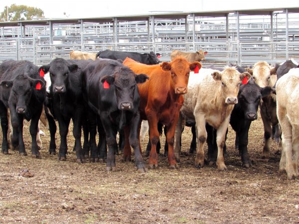 Cows at Ballarat Saleyards