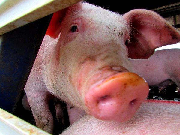 Pigs at Ballarat Saleyards