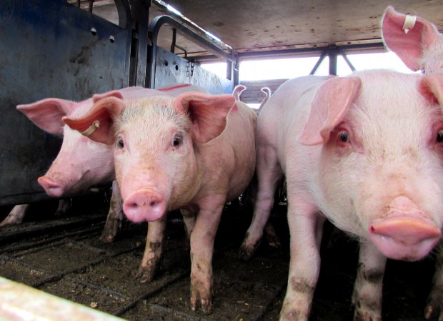 Pigs at Ballarat Saleyards