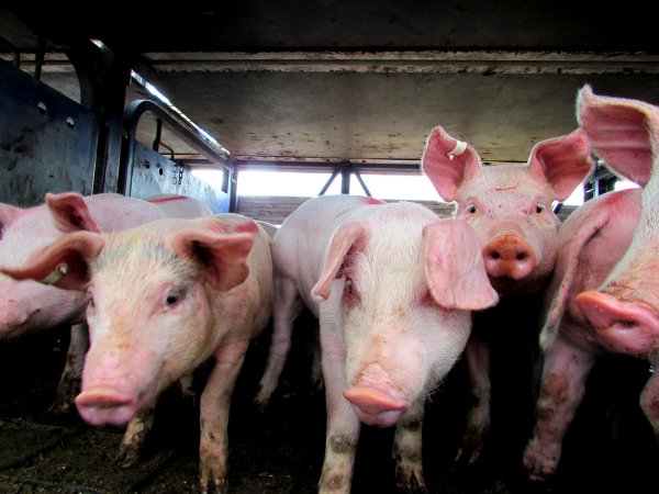 Pigs at Ballarat Saleyards