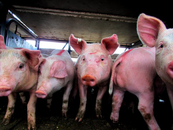 Pigs at Ballarat Saleyards