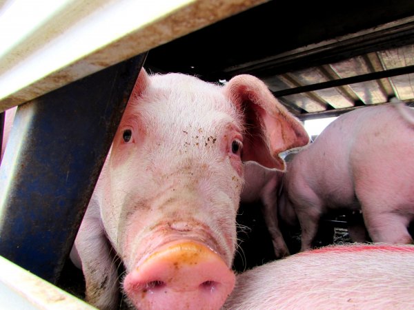 Pigs at Ballarat Saleyards