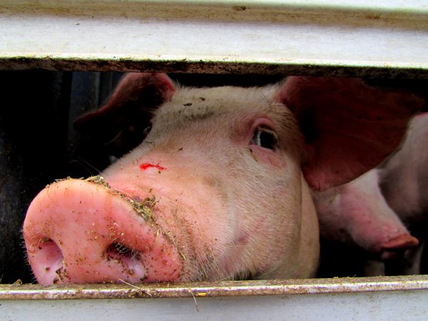 Pigs at Ballarat Saleyards