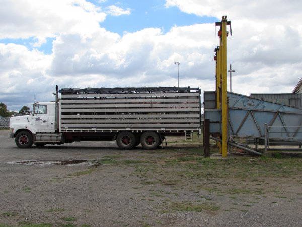 Pigs at Ballarat Saleyards