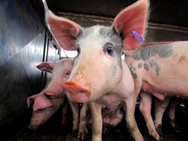 Pigs at Ballarat Saleyards