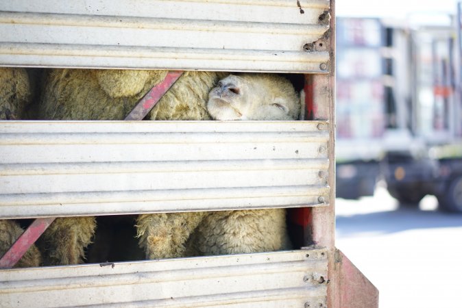 Sheep in transport truck