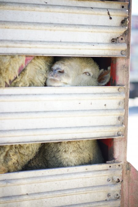 Sheep in transport truck