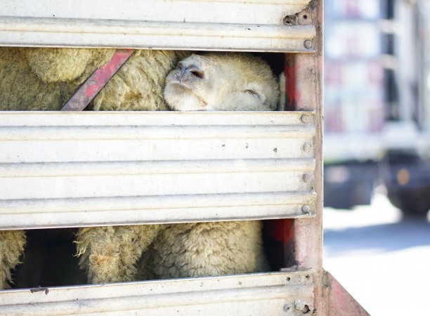 Sheep in transport truck