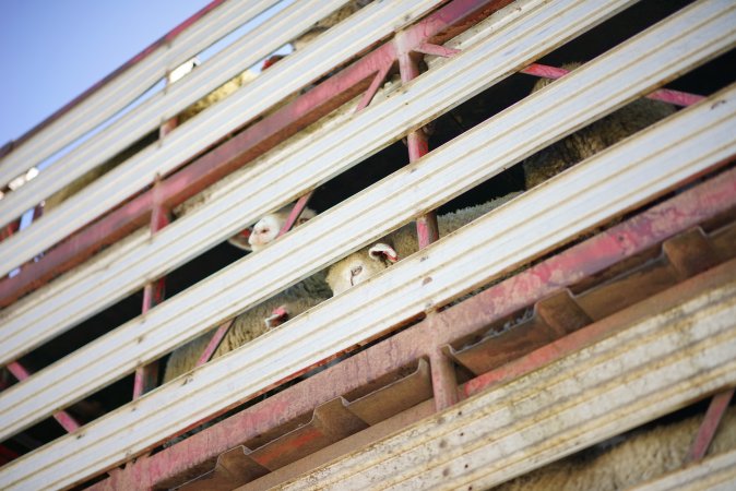 Sheep in transport truck